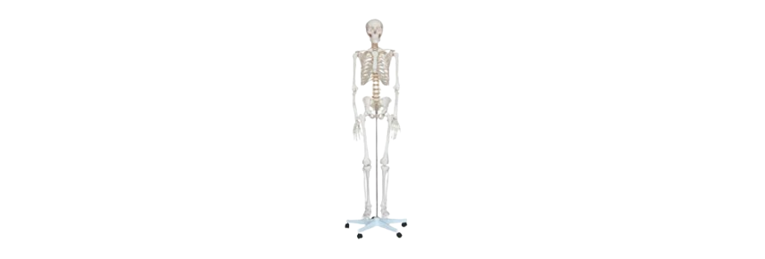ALIS PRO Human Skeleton | AL-HS