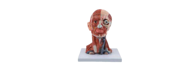 ALIS PRO Human Head with Neck | AL-HHN
