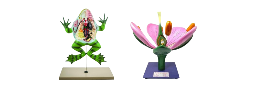 Botany and Anatomy Laboratory Model