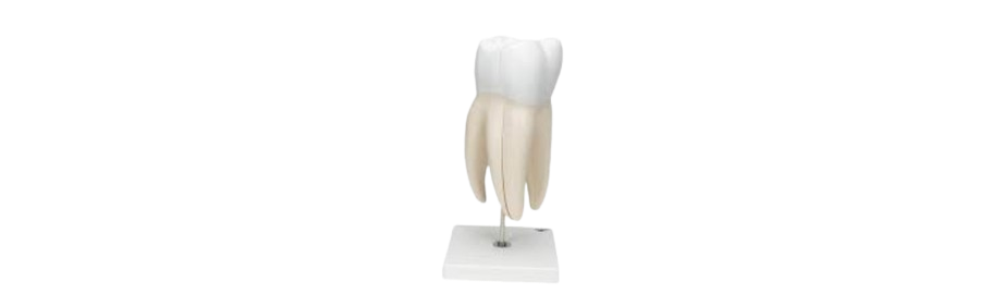 ALIS PRO Human Tooth, Molar | AL-HTM