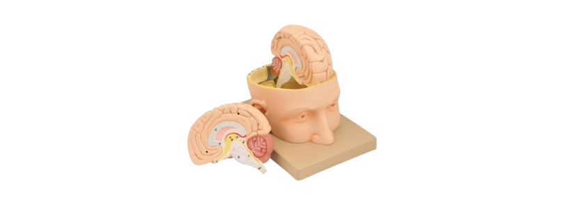 ALIS PRO Human Head with Brain | AL-HHB
