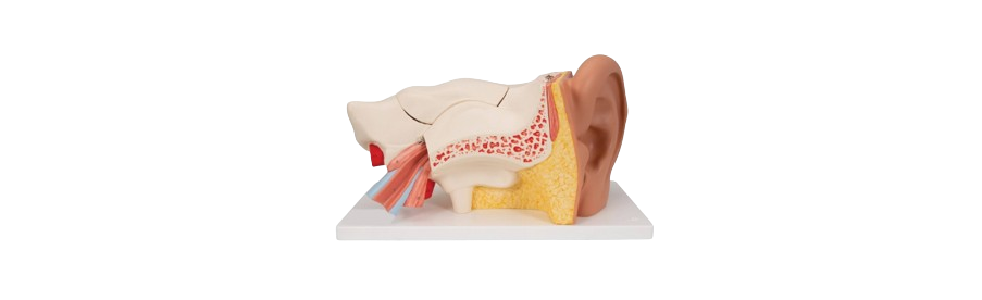 ALIS PRO Human Ear 3 Parts | AL-HEP3