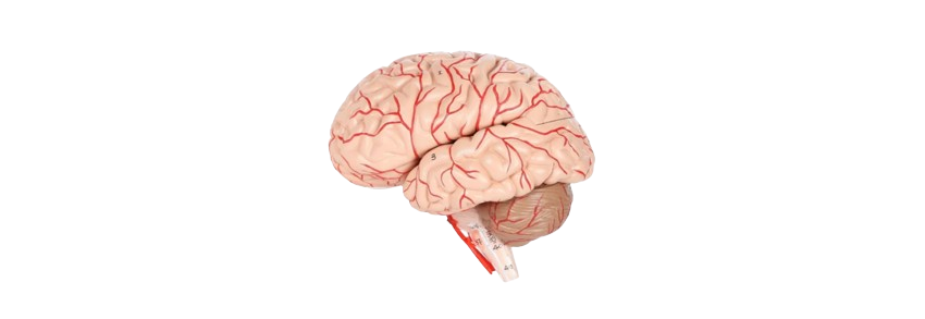 ALIS PRO Human Brain | AL-HB