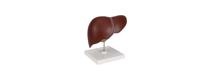ALIS PRO Human Liver with Gall Bladder | AL-HLGB