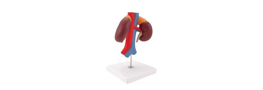 ALIS PRO Human Kidney | AL-HK