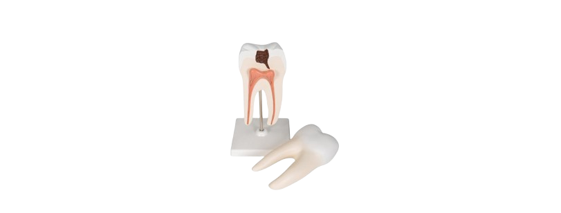 ALIS PRO Human Tooth Upper Triple Tooth | AL-HTUTR