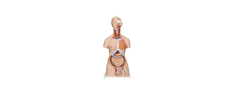 ALIS PRO Human Torso With Head | AL-HTWH