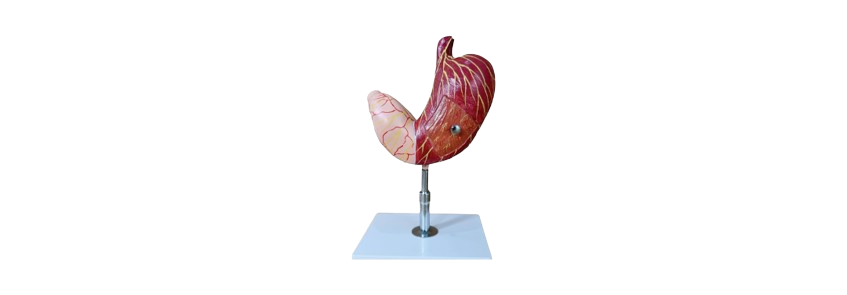 ALIS PRO Human Stomach | AL-HS