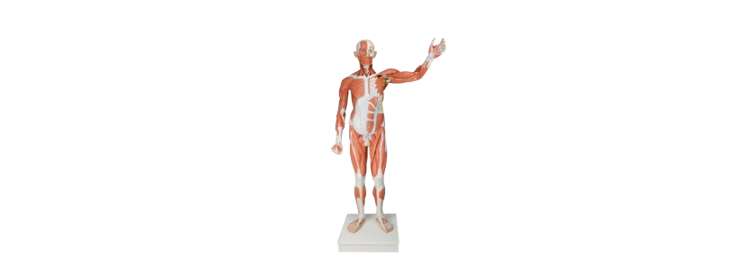 Human Laboratory Equipment- Full Body