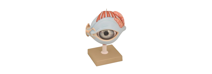 ALIS PRO Human Eye with LID | AL-HEL