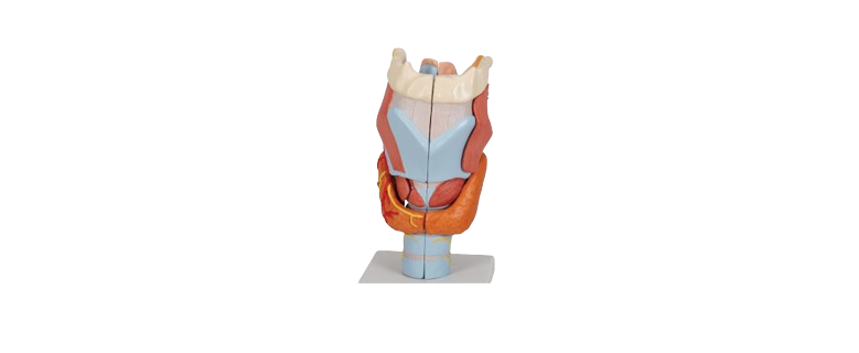 ALIS PRO Larynx | AL-LARY