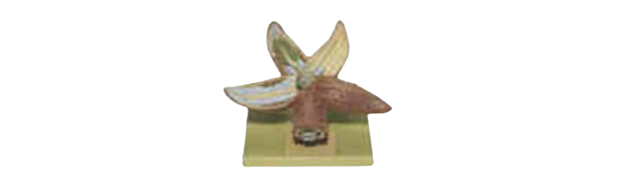 ALIS PRO Anatomy of Starfish | AL-AOS
