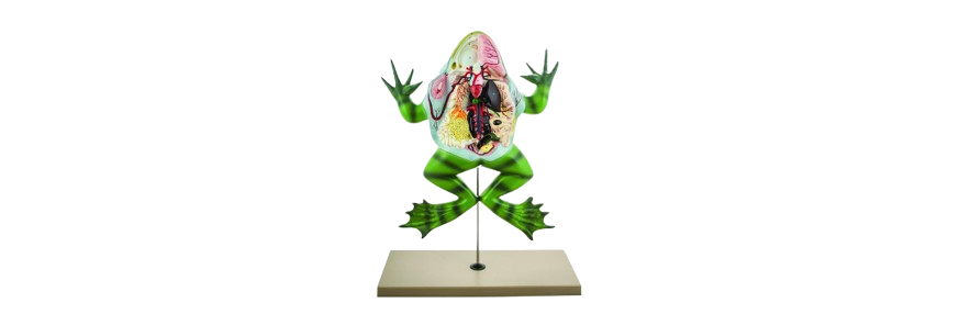 ALIS PRO Frog Dissection | AL-FD