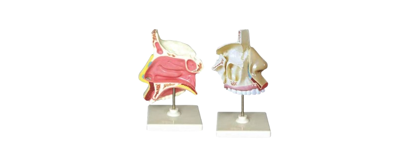 ALIS PRO Human Nose | AL-HN