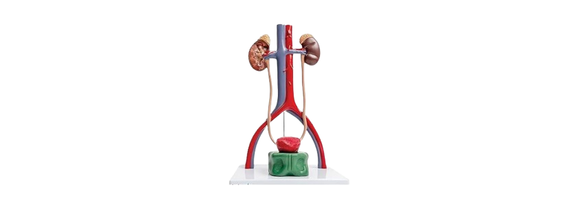 ALIS PRO Human Urinary Organ | AL-HURO