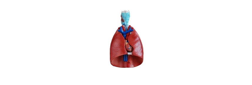 ALIS PRO Human Heart and Lungs | AL-HHL