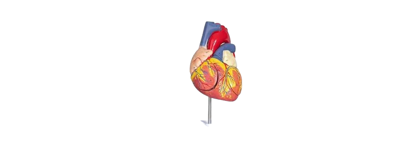 ALIS PRO Human Heart 4 Parts | AL-HH4P
