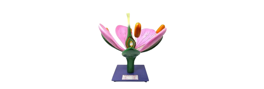 ALIS PRO Typical Flower | AL-TF