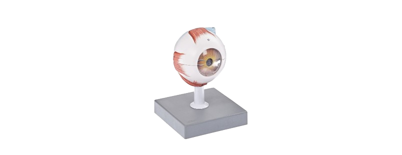 ALIS PRO Human Eye | AL-HE