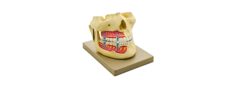 ALIS PRO Human Upper Lower Jaw | AL-HULJ