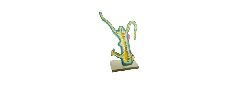 ALIS PRO Model of Hydra | AL-MOH