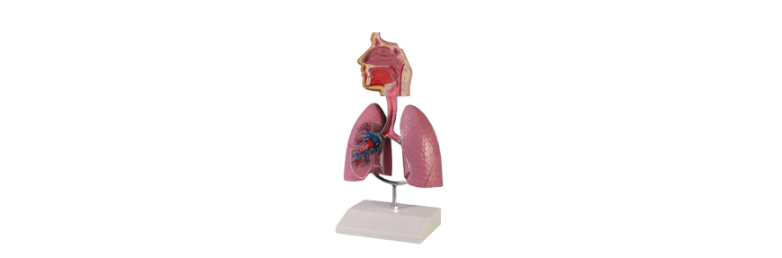 ALIS PRO Human Respiratory System | AL-HRS